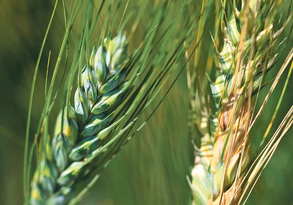 Last month, the Alberta Seed Processors released an interim report that quantifies the incidence of fusarium on seed samples submitted to Alberta seed testing labs. | File photo