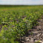 Farmers in the United States told the U.S. Department of Agriculture they intend to plant 893,000 acres of peas, an 11 percent drop from last year and 611,000 acres of lentils, a 16 percent increase. | File photo