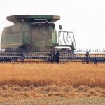 Imported yellow peas can be used as a substitute for Indian desi chickpeas in years when there are supply issues, though IGrain director Rahul Chauhan thinks that unlikely. | File photo