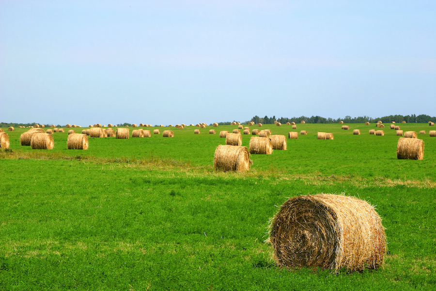 A forage crop can remove up to 10 times as much potassium as a grain crop.