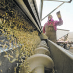 Seed cleaning can be a dusty business. | Mike Sturk photo