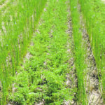 Paired rows of chickpeas and flax in Swift Current. | Michelle Hubbard photo