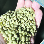 CDC Lima green lentils — large and plump, were cleaned at Moose Jaw’s McDougall Acres seed growers this past December. | McDougall Acres photo