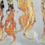 Aphanomyces in the pea on the right has diminished the roots significantly compared to the healthy ones to its left. To the left of the healthy roots, fusarium solani has done a great deal of damage. To the left of those, fusarium avenaceum has also caused problems. | Mike Raine photo