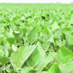 Soybeans are particularly sensitive to ozone because they are fast growing and have a relatively large leaf area. | File photo