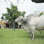 As an example of how the technology might work, breeding males of the hardy Nelore cattle of South America could be sterilized using the CRISPR tool and used as surrogates receiving sperm-producing stem cells from Angus donors. | Reuters/David Mercado photo
