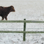 James Rude of the University of Alberta wrote recently in the Canadian Journal of Agricultural Economics that the beef sector is in good shape but threatened by future storms. | Wendy Dudley photo