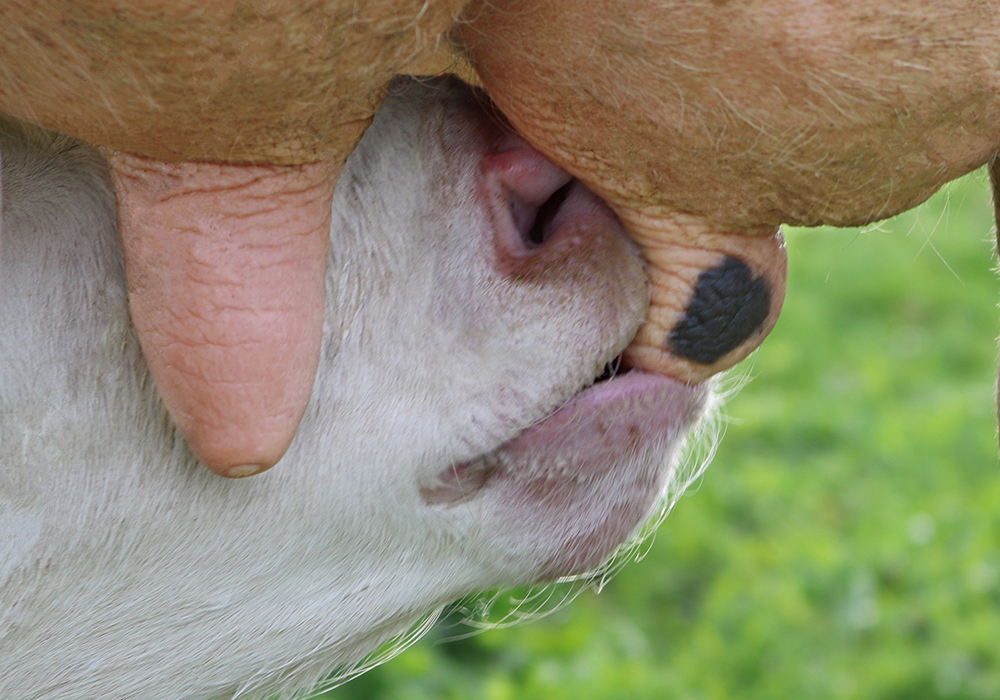 Very close view of newborn calf suckling for the first time