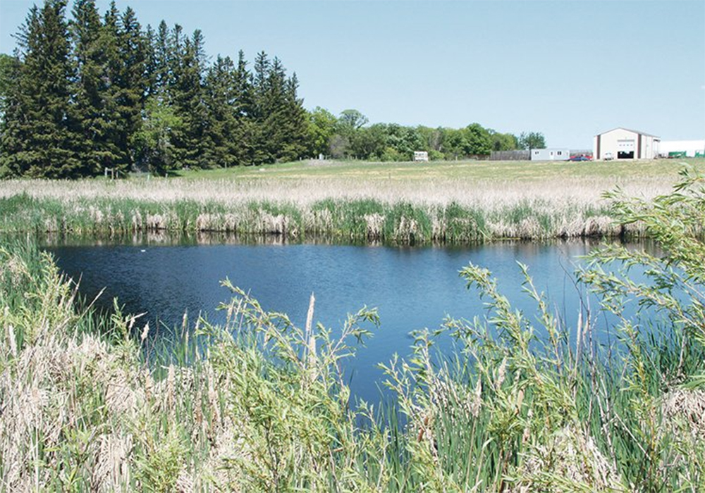 The PMRA worked with farmer groups to sample water around farmland where neonics were used. Those results were responsible, at least in part, for acceptance of continued neonic use. | File photo