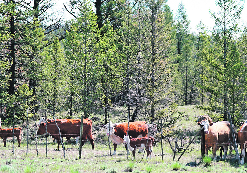 The federal government has committed to planting two billion trees by 2030, but an Alberta producer thinks he has a better idea. | File photo