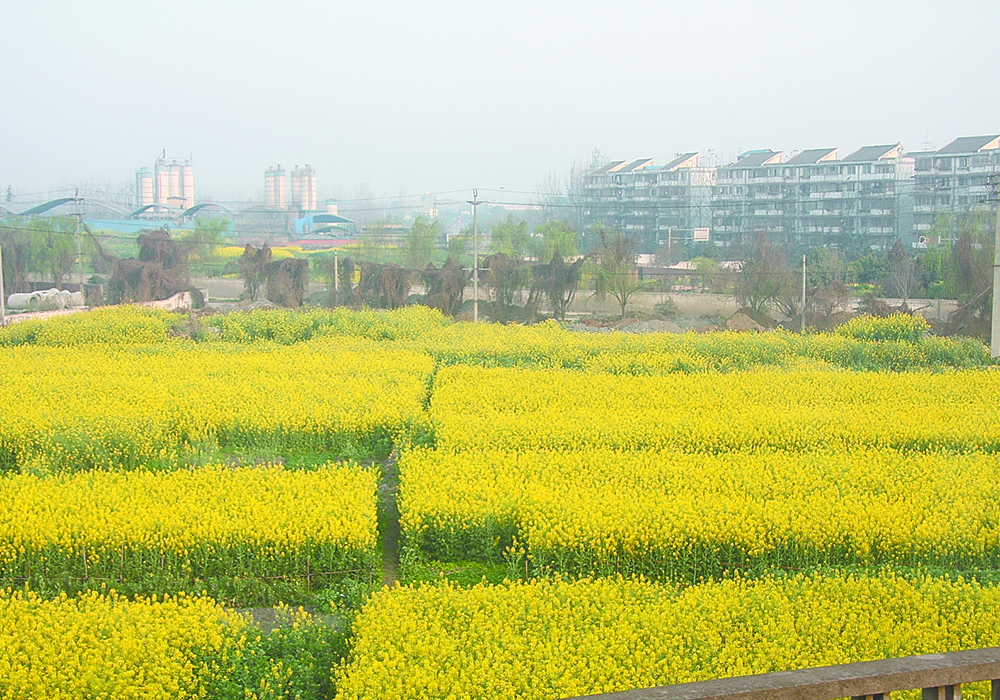 China's ministry of agriculture has been instructed to construct seed "production bases" to modernize the country's seed industry and to expedite major biotechnology breeding projects. | File photo