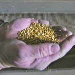 The Canadian Seed Growers Association hopes its new business plan will allow it to play a bigger role in seed certification and could result in a greater level of delegated authority from the Canadian Food Inspection Agency. | File photo