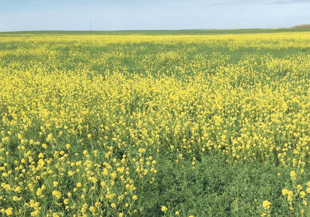 Bayer agronomist Adam Pfeffer says farmers know how to lower the risk of weeds, disease and even insects. But it takes more intensive management and it’s easier to let the local agrologist order up the right herbicide cocktail to deal with the problem. Weaning oneself off chemical dependence can be difficult. | Steve Shirtliffe photo