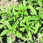 Unlike its pigweed cousin, water hemp has shiny leaves. Resting a field for a number of years won’t solve the problem. Water Hemp is a small-seeded annual broadleaf weed. Once a population is established the seed bank is going to be there a long time. | Adam Pfeffer/Bayer photo