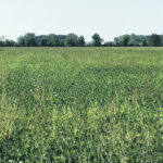 Once a farmer is in the third season with water hemp, the field will be drowned in a sea of waxy, green leaves. | Adam Pfeffer/Bayer photo