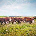 Researchers will use imaging to determine cattle forage preferences to study how these relate to factors such as weight gain and methane production. | Western College of Veterinary Medicine photo