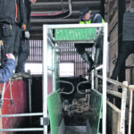 The 350-kilogram solar-powered scale comes as a fixed unit that can be set up in the barn or field and is able to accommodate normal animal traffic. | Hencol photo