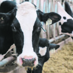 Wireless signals from each bolus, each of which contain a built-in battery, are sent to an antenna in the dairy barn and from there are loaded onto a cloud platform on the internet. | File photo