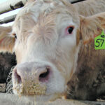 Could it be possible to give feedlot cattle a probiotic so they are less likely to get sick? | File photo