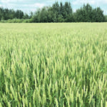 Participants in a survey conducted for the Western Grains Research Foundation indicated that the focus on the major crop types, such as wheat, will continue into the future. | File photo