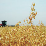 A promotional website developed by the Prairie Oat Growers Association for Mexican consumers is generating 2.5 million hits per month. Exports to that country as of last November have reached 220,000 tonnes and are on pace to set an all-time record. | File photo
