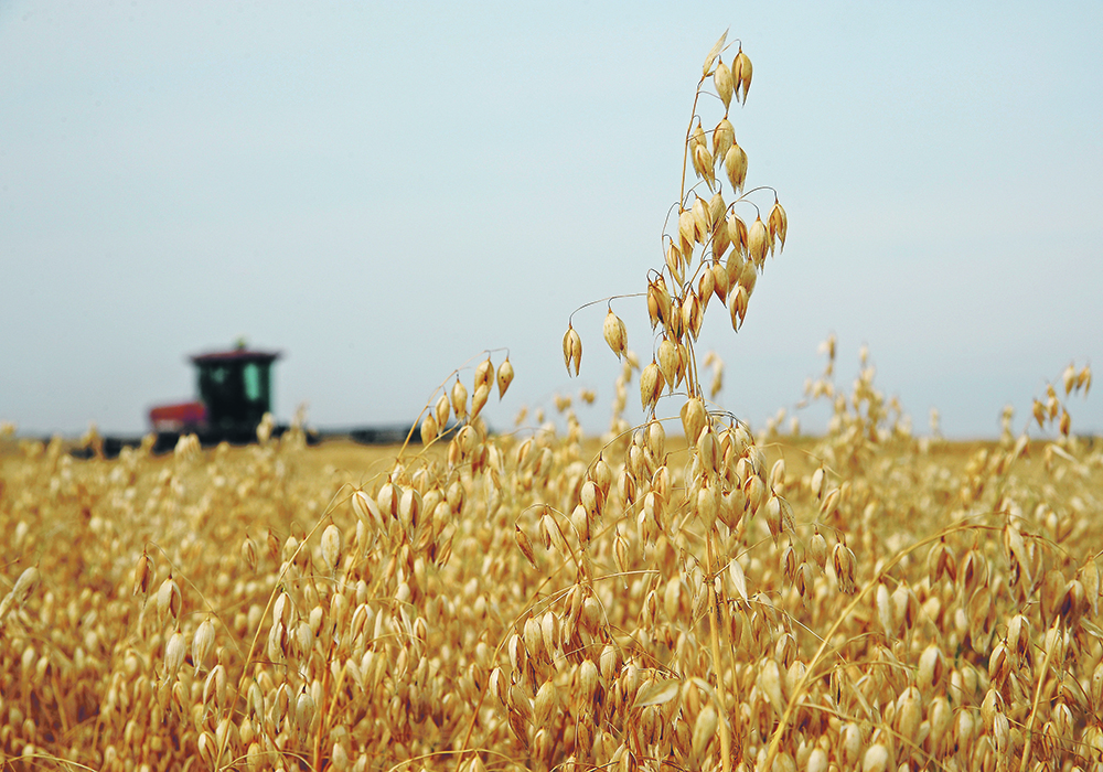 A promotional website developed by the Prairie Oat Growers Association for Mexican consumers is generating 2.5 million hits per month. Exports to that country as of last November have reached 220,000 tonnes and are on pace to set an all-time record. | File photo
