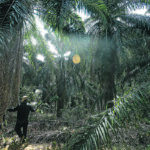 The European Union will stop subsidizing biofuel made from palm oil by 2030, but some countries have already taken action. Reuters/Samsul Said photo