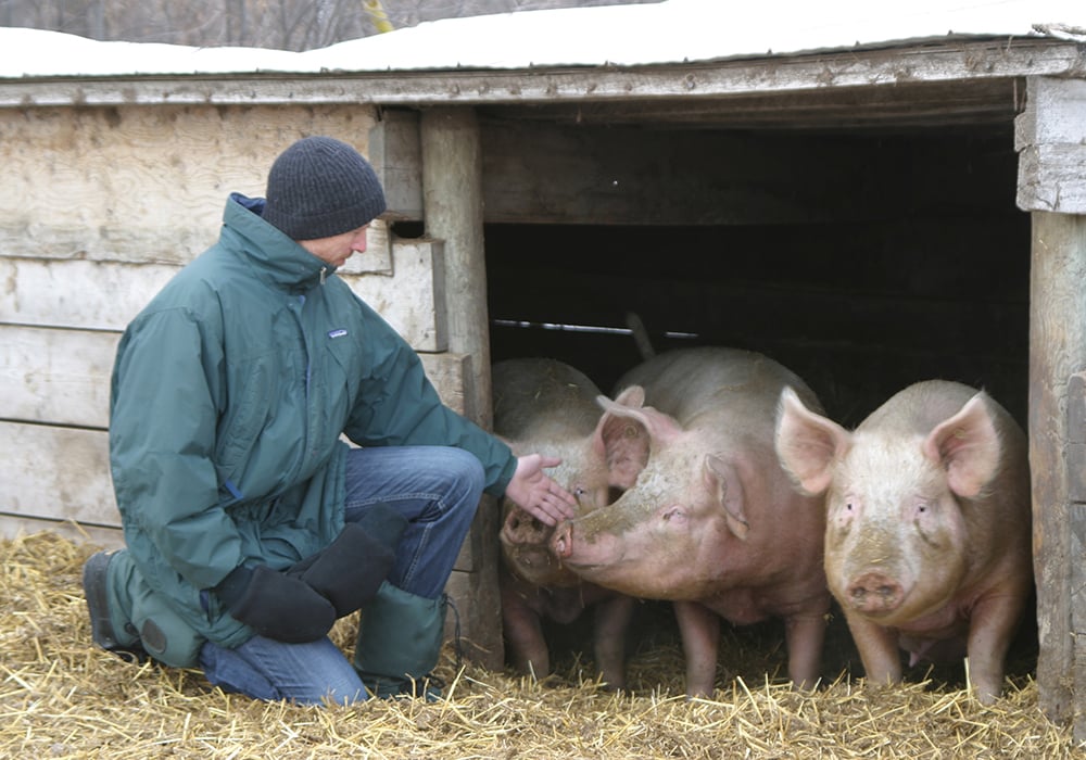 George Matheson operated a specialty grass-raised pork operation north of Winnipeg, one that operated mostly outside the commodity business that almost everybody else is inside. | File photo