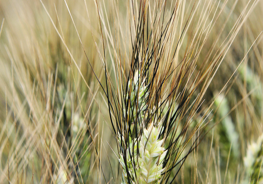 A return to more normal durum sales volumes to Morocco is expected after two years of exceptional demand from the country. | File photo