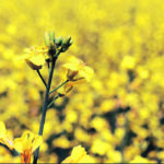 Seed treatments will typically provide about three to four weeks of protection from flea beetles, so it’s important that canola is planted into soil and moisture conditions that are conducive to quick emergence and rapid plant development. | File photo