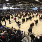 Chief executive officer Chris Lane said during the show's annual general meeting last week that work has begun for the 50th show. | File photo