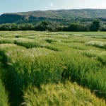 A field trial of Icelandic and Nordic barley varieties grown at Korpa Experimental Field Station in Reykjavik, Iceland. This barley displays variation in maturity and height. | Magnus Göransson photo