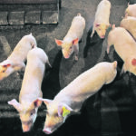 Western Canadian hog producers have called for a Quebec-style pricing system to be brought in to replace the current one. They say it would connect them to the cut-out values from which they are currently divorced. | Reuters/Todd Korol photo