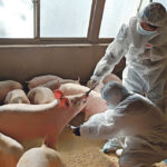 African swine fever has ravaged China’s enormous swine industry and has spread across much of Asia and into Europe. | Reuters photo