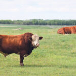 It would be wonderful if we had a simple test for libido in bulls, but unfortunately we don’t. | File photo