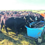 Cattle drink from a portable water tank on the Branvolds’ ranch. | Supplied photo