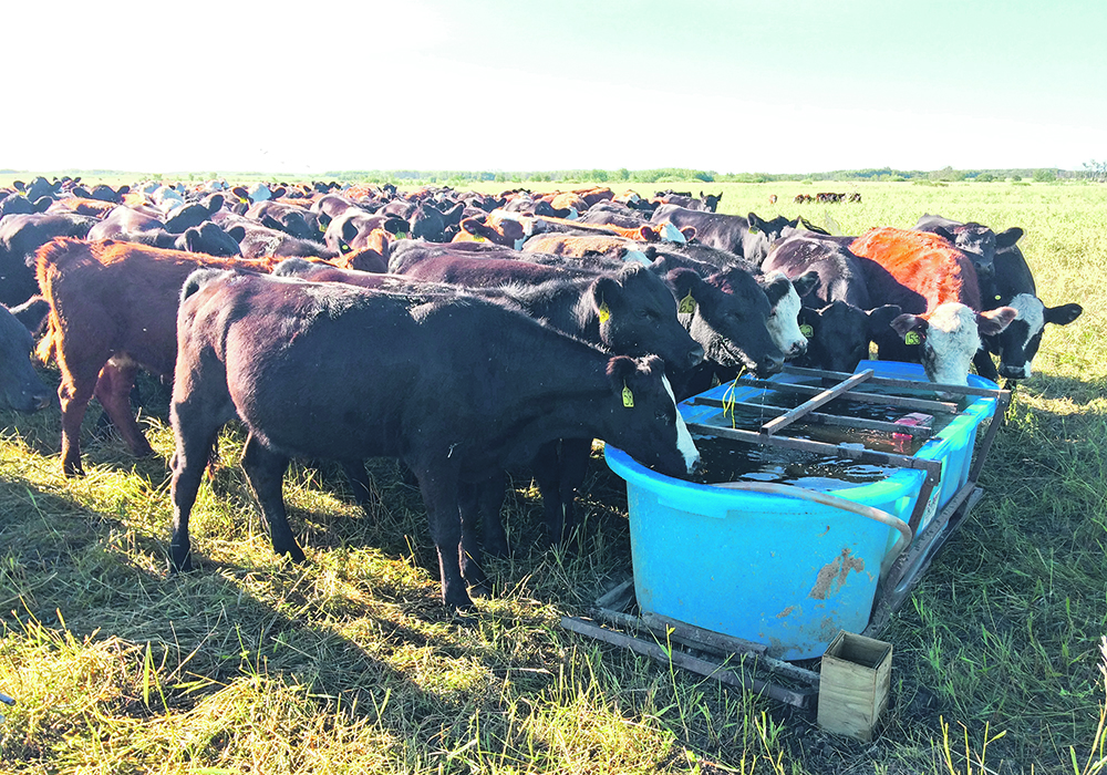 Cattle drink from a portable water tank on the Branvolds’ ranch. | Supplied photo