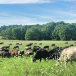 Steve McElroy introduced cattle by buying heifers and introducing them to small parts of his farm. | Supplied photo