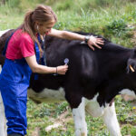 Interim dean Gillian Muir said the skills of WCVM graduates are in high demand in rural areas and this would encourage more to choose agriculture-focused veterinary medicine. | Getty Images