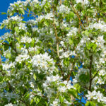 Neighbours, family and friends dropped by to gaze at the blossoms and whiff in the fragrance; for a short season, it was the most blossomy yard around. | Getty Images