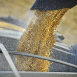The USDA expects the country's corn purchases to drop to 15 million tonnes, down from a record 28 million tonnes this year, according to the USDA's Foreign Agricultural Service. | File photo