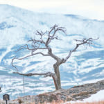 The Alberta government has promised consultations on coal mining along the province’s Eastern Slopes, including the Crowsnest Pass region and its famous 600- to 750-year-old Burmis Tree. However, those who oppose expanded coal development argue the government has misled the public about the consultation plan’s true goals. | Mike Sturk photo