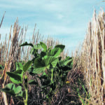 The U.S. Department of Agriculture expects farmers in Argentina to grow 51.5 million tonnes of soybeans in the coming marketing year, an 8.4 percent increase from the department’s 2020-21 forecast. | Reuters/Martin Acosta photo