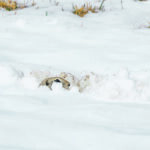 A gopher slowly emerges from its burrow after the recent snowfall. | Sandy Black photo