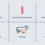 The reliable communication distance of the Moonsyst Smart Rumen Monitoring System is up to 500 metres, depending on the environment. The bolus stores five days data if the animal is out of the coverage and that data is immediately uploaded once the cow is closer to Gateway. | Screencap via moonsyst.com