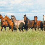 A recent study published in the Canadian Veterinary Journal by Dr. Brianne Henderson and colleagues at the University of Guelph’s Ontario Veterinary College sought to better understand heart infections in horses. | File photo