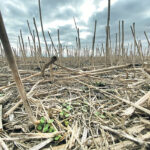 Other countries directly support farmers to adopt sustainable practices far more than Canada does. Canada spends about 70 cents per acre, while the United States spends about $8.47 per acre, and the European Union spends $51.75 per acre. | File photo