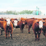 The lack of a strong cattle price rally is frustrating feeders and calf producers as they watch grain prices and competing hog markets soaring higher. | File photo