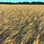Strong prices through the winter are expected to help increase barley acres this spring. | File photo
