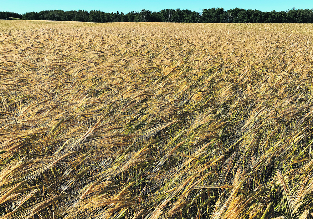 Strong prices through the winter are expected to help increase barley acres this spring. | File photo